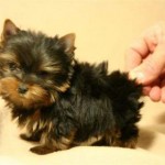 teacup-yorkie